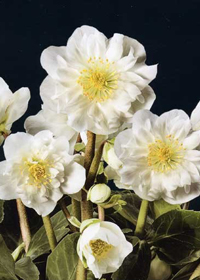 Helleborus niger 'Snow Frills'